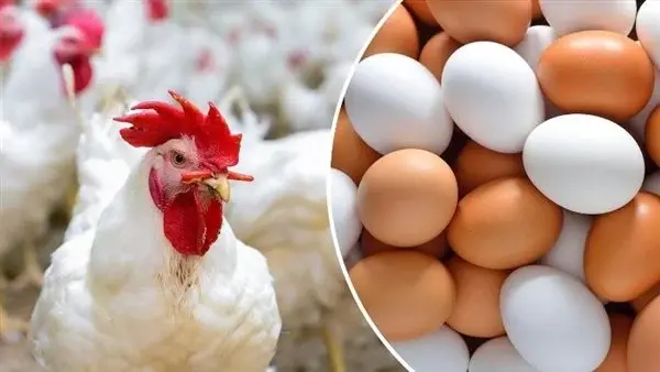 بورصة الدواجن الرئيسية بنها