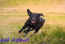 تفسير حلم فضلات الكلب في المنام