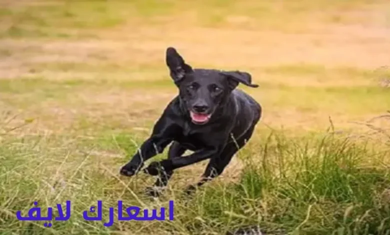 تفسير حلم فضلات الكلب في المنام