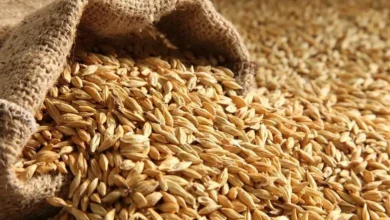 سعر طن الارز الشعير اليوم في مصر