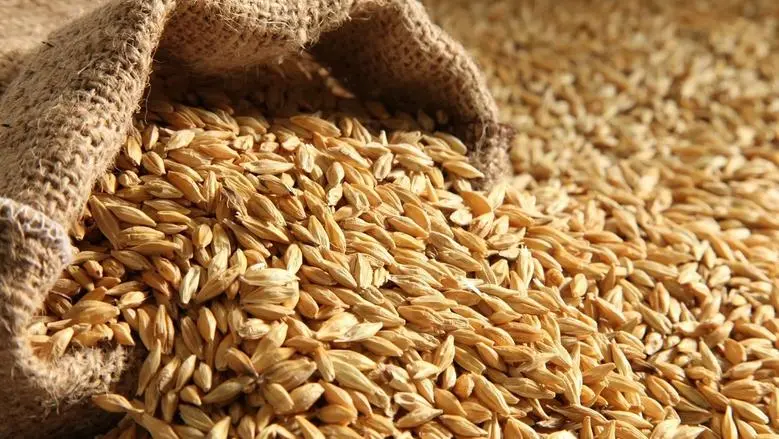 سعر طن الارز الشعير اليوم في مصر