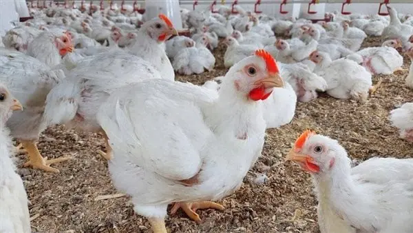 بورصة الدواجن الجداوي