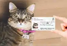 جواز السفر للقطط