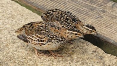 سعر السمان في السعودية اليوم 2026