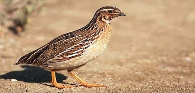 المزايا الغذائية لبيض السمان